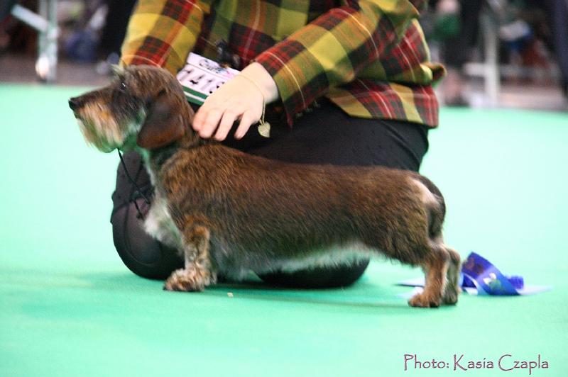 Crufts2011_2 1645.jpg